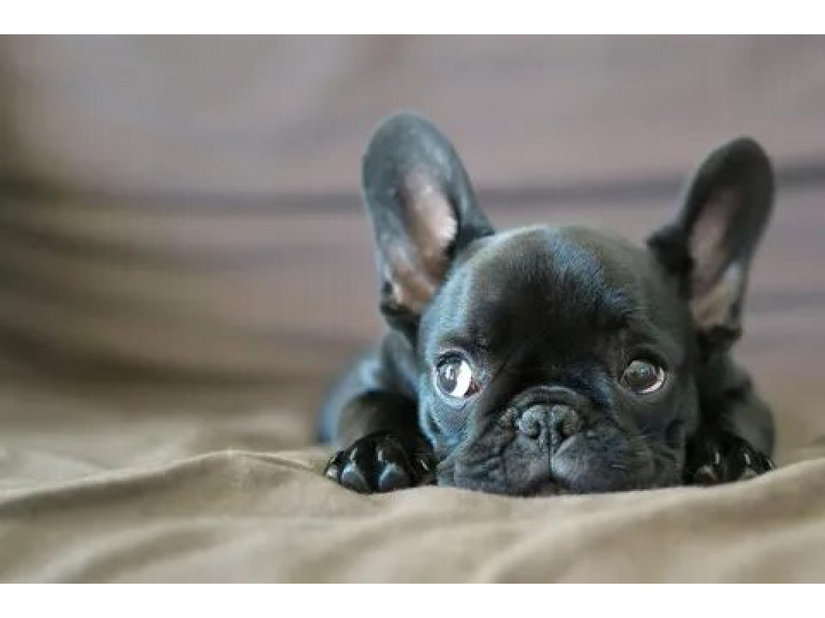 French Bulldogs Snoring: What Causes It And Ways To Reduce It